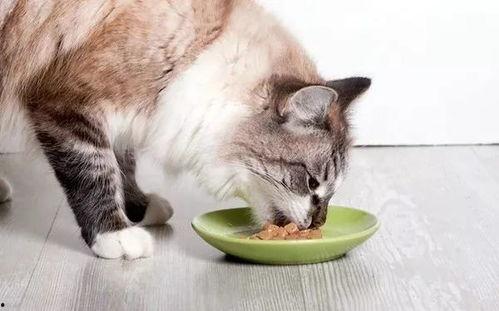 楠猫吃瓜视频,揭秘娱乐圈幕后故事