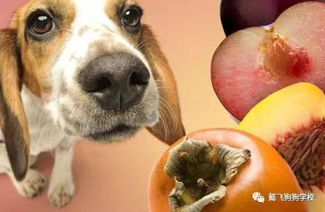 玉子瓜狗狗可以吃吗视频,宠物营养专家视频解析