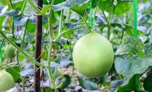 吃瓜嗓子痛的视频,揭秘嗓子不适的真相与预防方法