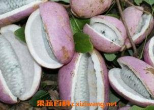 广东人吃八月瓜视频大全,广东人独享的味蕾之旅