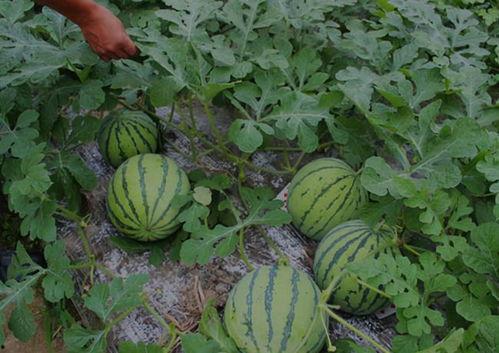 山西把蛋割了视频吃瓜,一场网络热议的美食奇观