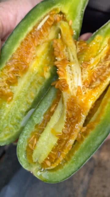 吃田瓜视频,一场味蕾与自然的邂逅之旅