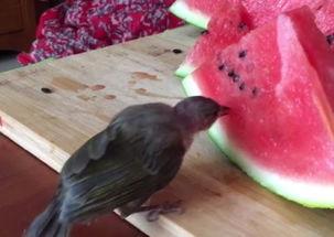 看小鸟吃瓜视频网站,跟随小鸟一起探索大自然的美食盛宴