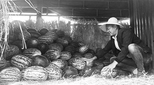 庄河吃瓜群众事件视频,一场网络舆论的风暴与反思