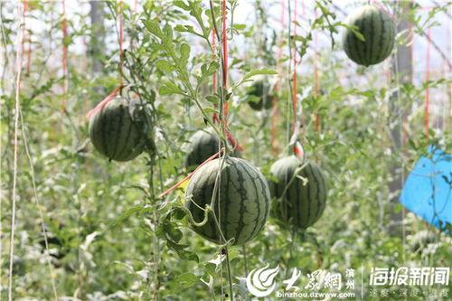 虞山防火视频吃瓜,揭秘森林防火背后的惊险瞬间